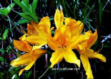 老虎花的花语