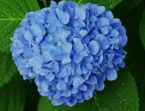蓝色绣球花花语是什么,浪漫和美满