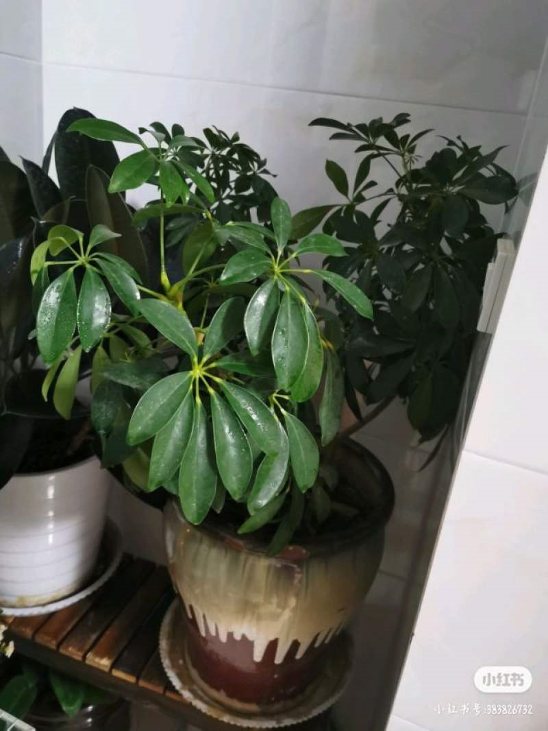 七叶莲