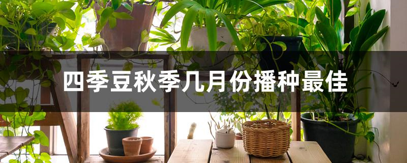 四季豆秋季几月份播种最佳