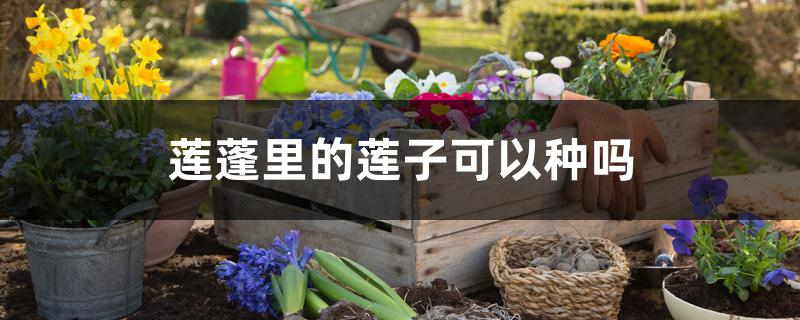 莲蓬里的莲子可以种吗