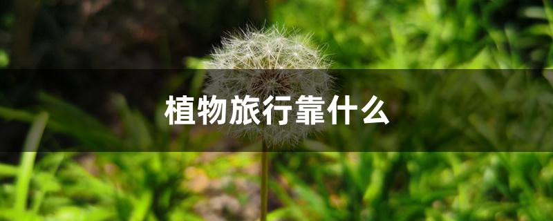 植物旅行靠什么