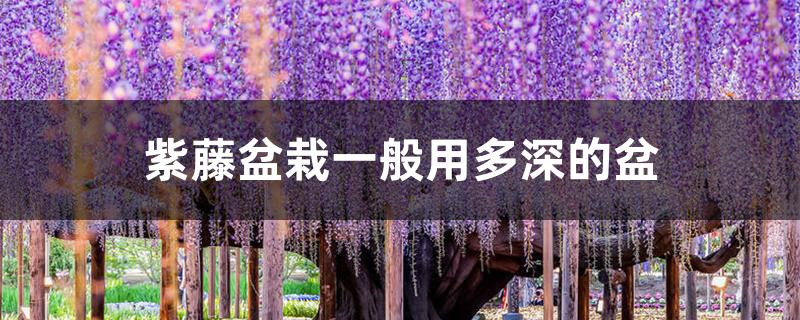 紫藤盆栽一般用多深的盆
