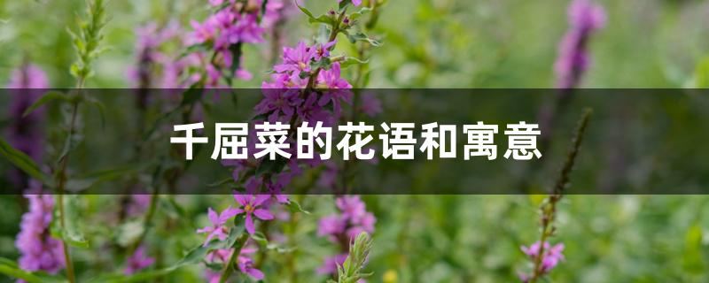 千屈菜的花语和寓意