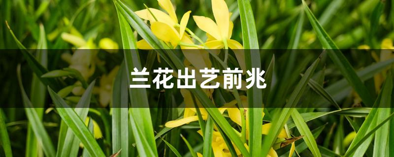 兰花出艺前兆