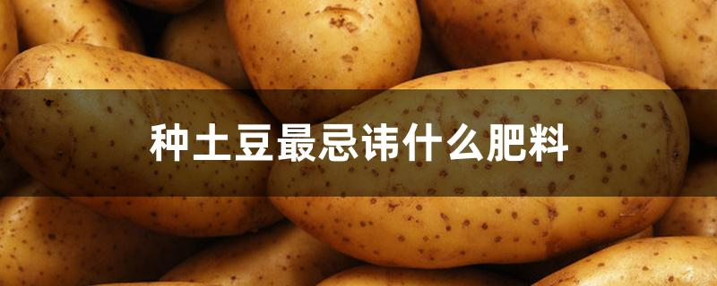 种土豆最忌讳什么肥料
