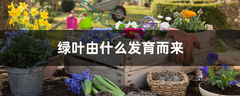 绿叶由什么发育而来