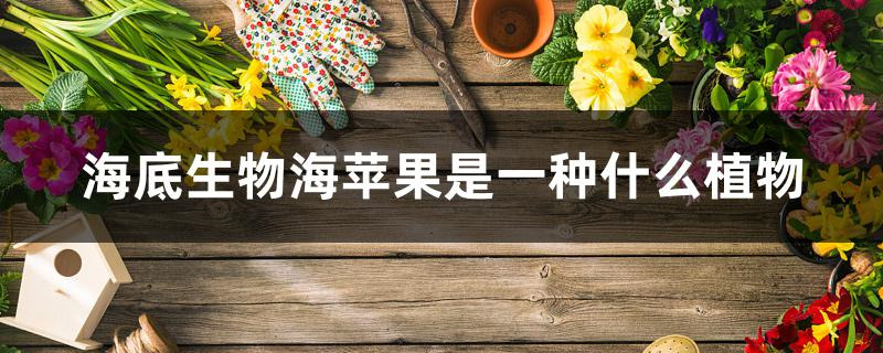 海底生物海苹果是一种什么植物