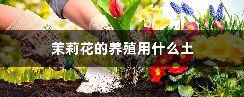 茉莉花的养殖用什么土