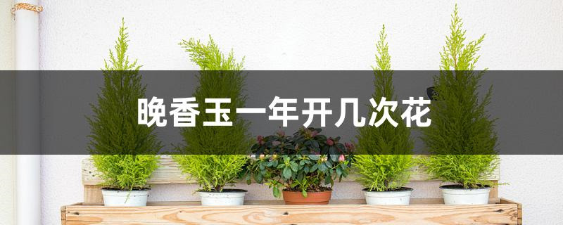 晚香玉一年开几次花