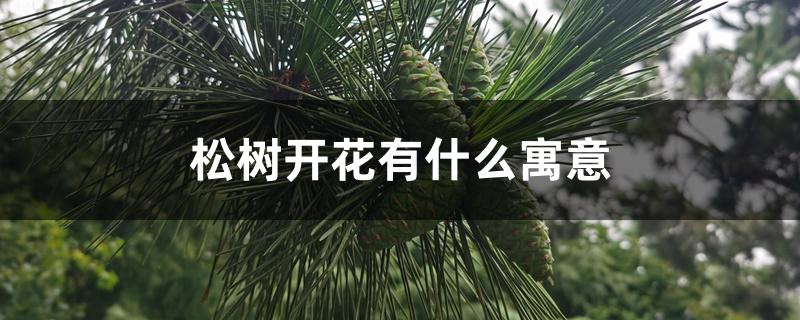 松树开花有什么寓意
