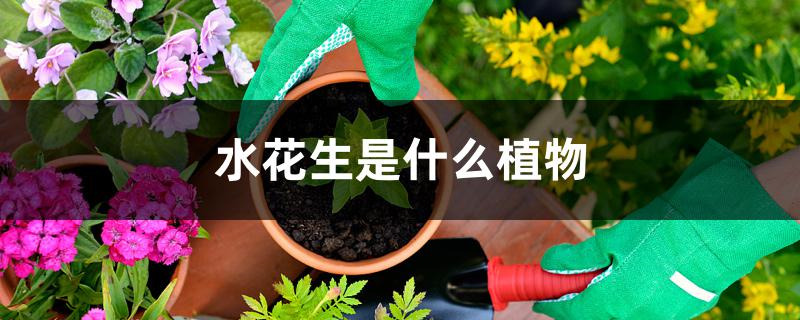 水花生是什么植物