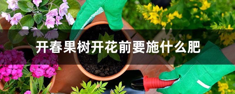 开春果树开花前要施什么肥