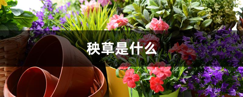 秧草是什么