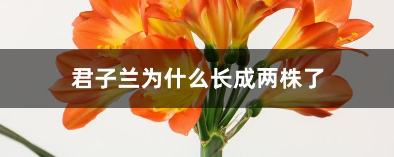 君子兰为什么长成两株了