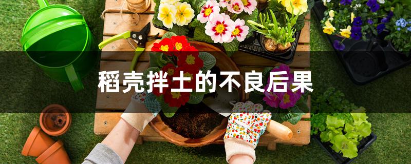 稻壳拌土的不良后果