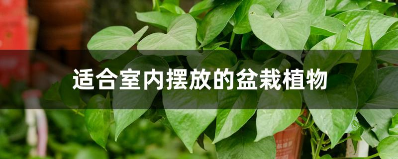 适合室内摆放的盆栽植物