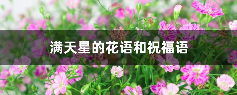 满天星的花语和祝福语