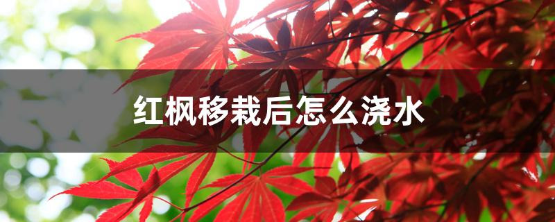 红枫移栽后怎么浇水