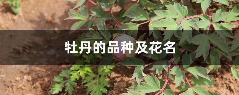 牡丹的品种及花名