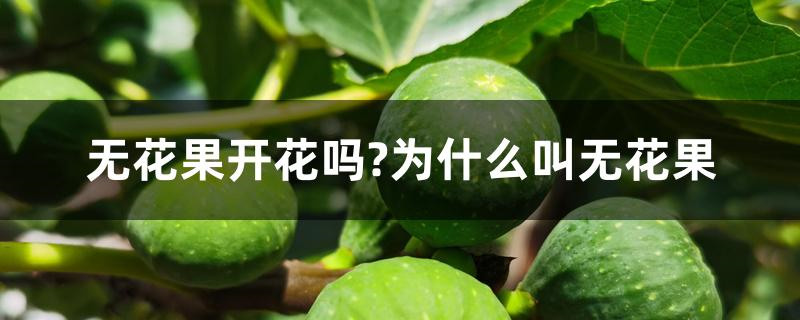无花果开花吗?为什么叫无花果