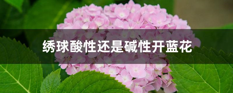 绣球酸性还是碱性开蓝花
