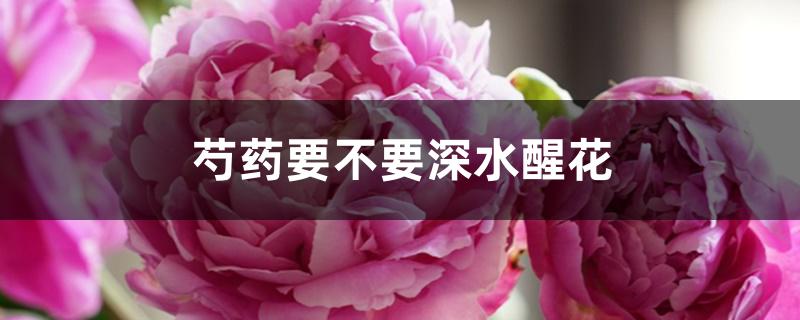 芍药要不要深水醒花