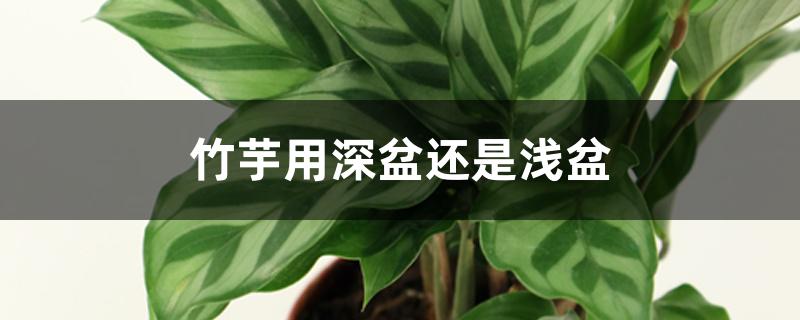 竹芋用深盆还是浅盆