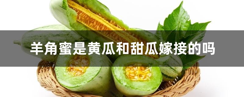 羊角蜜是黄瓜和甜瓜嫁接的吗