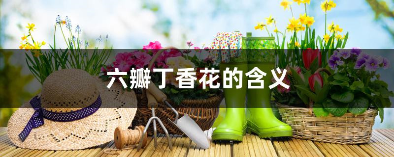 六瓣丁香花的含义