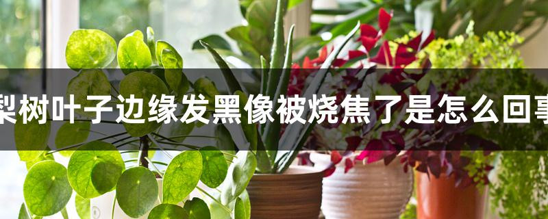 梨树叶子边缘发黑像被烧焦了是怎么回事