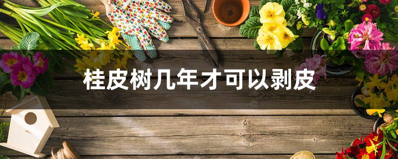 桂皮树几年才可以剥皮