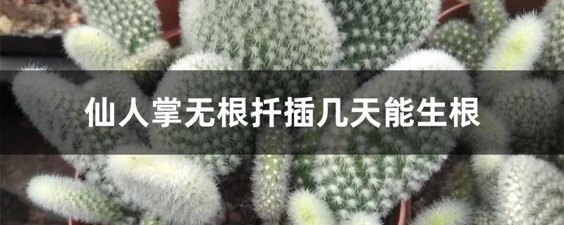 仙人掌无根扦插几天能生根
