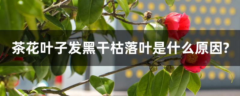 茶花叶子发黑干枯落叶是什么原因?