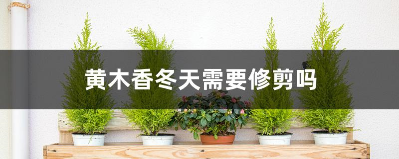 黄木香冬天需要修剪吗