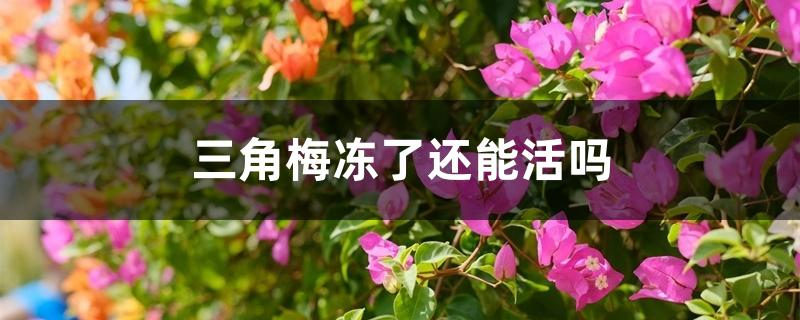 三角梅冻了还能活吗