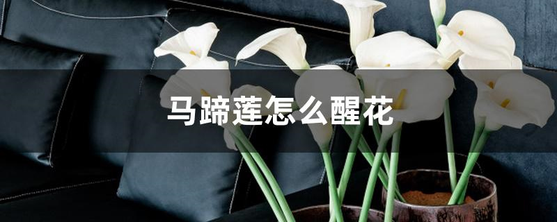 马蹄莲怎么醒花