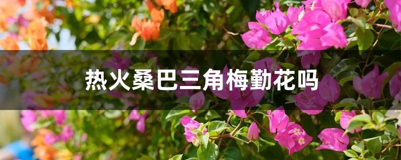 热火桑巴三角梅勤花吗