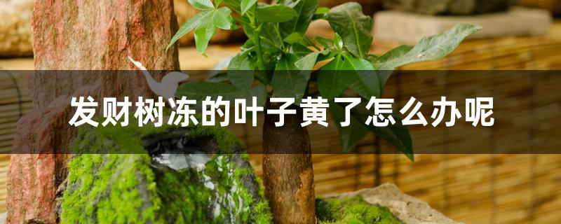 发财树冻的叶子黄了怎么办呢
