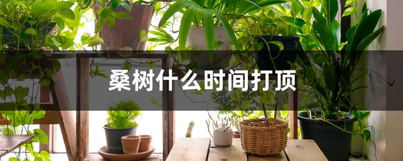 桑树什么时间打顶