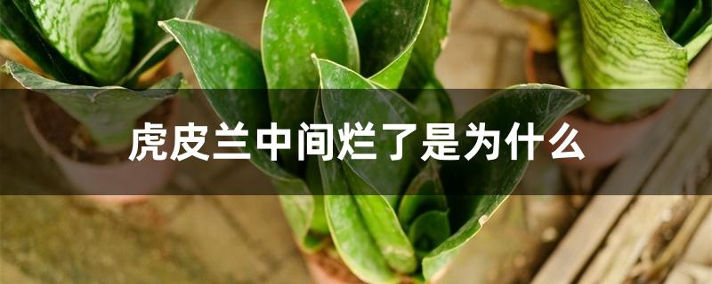 虎皮兰中间烂了是为什么