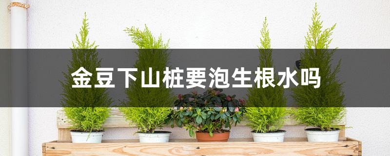 金豆下山桩要泡生根水吗