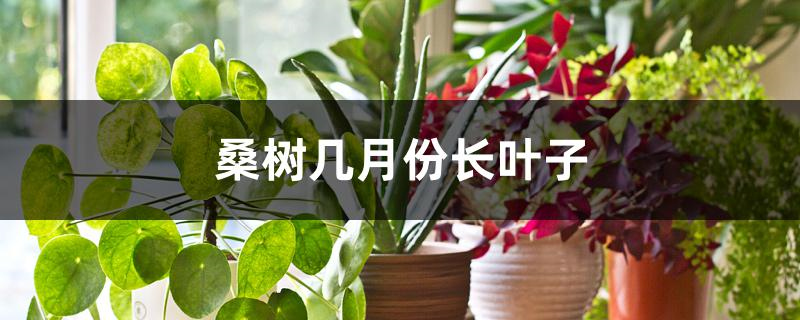 桑树几月份长叶子