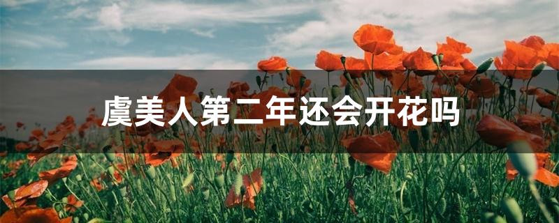 虞美人第二年还会开花吗