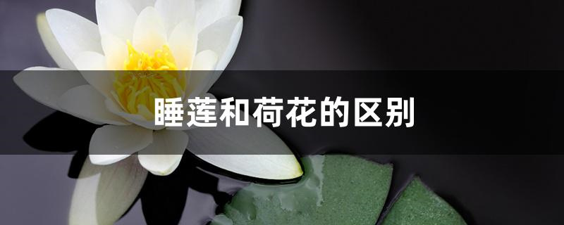 睡莲和荷花的区别 睡莲和荷花的区别