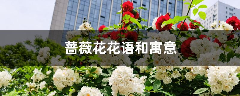蔷薇花花语和寓意