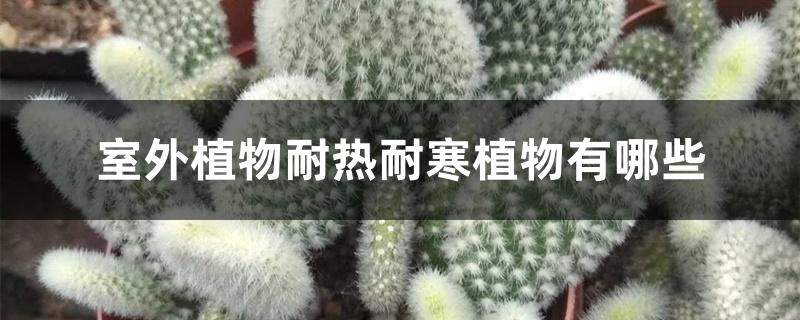 室外植物耐热耐寒植物有哪些 室外植物耐热耐寒植物有哪些