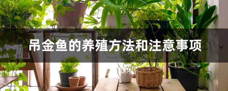 吊金鱼的养殖方法和注意事项