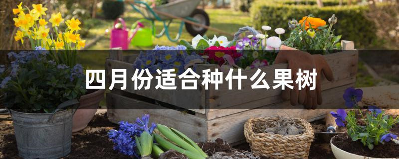 四月份适合种什么果树
