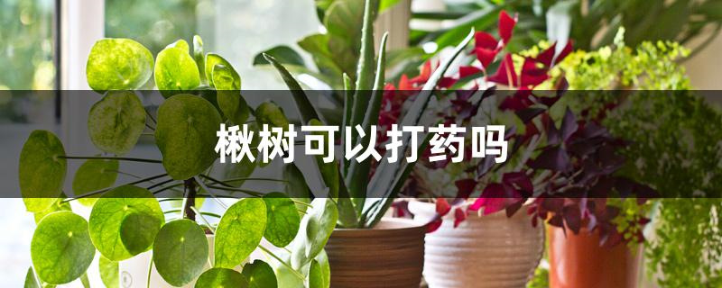 楸树可以打药吗